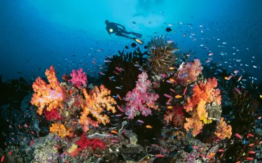 great-barrier-reef-reefscape-gary-bell.jpg.webp