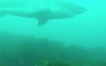 great-white-shark-australia.png.webp