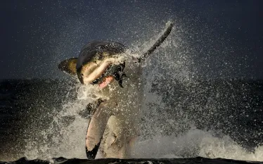 great_white_shark_photographer_spotlight_justin_gilligan__teaser.jpg.webp