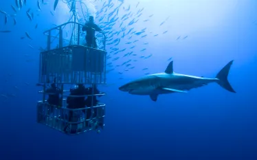 great_white_teaser_-_shark_diving_ban_.png.webp