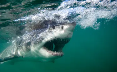 greatwhiteunderwater_stephenfrink_teaser.jpg.webp