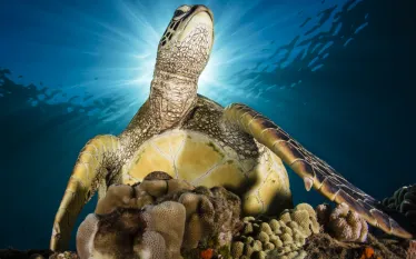 green-sea-turtle-renee-capozzola.jpg.webp