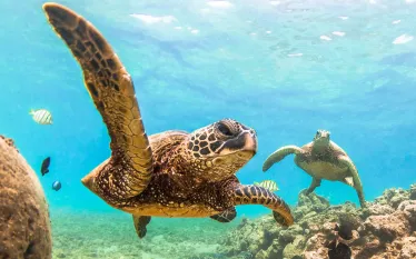 green-sea-turtle-shutterstock_.jpg.webp