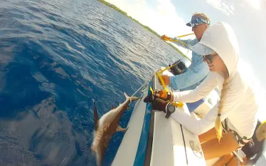 grey-reef-shark-tagging.jpg.webp