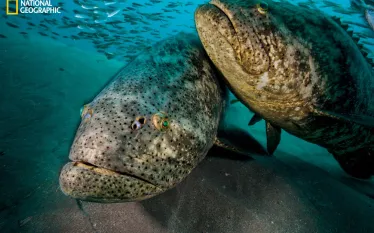 groupers_mm__.jpg.webp