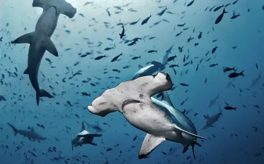 hammerheads-shutterstock-alex-rush.jpg.webp