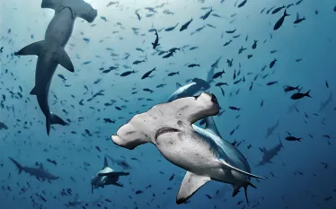 hammerheads-shutterstock-alex-rush.png.webp