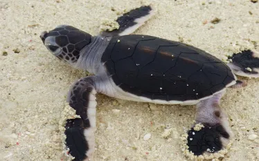hatchling-heron-island-holly-gaskill.jpg.webp