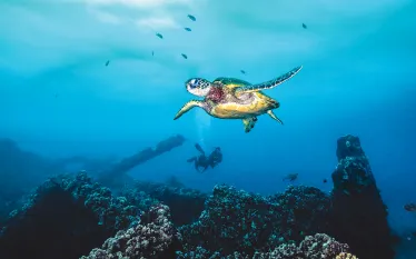 hawaii-sea-turtle-jennifer-idol.jpg.webp
