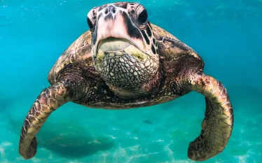 hawaii-turtle.jpg.webp
