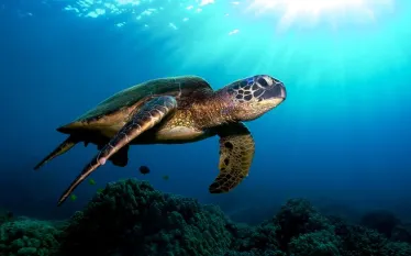 hawaii_istock.jpg.webp