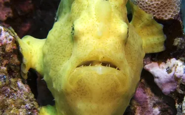hawaii_konahonu_naia_frogfish_.jpg.webp