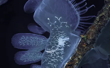 hooded_nudibranch_bc.jpg.webp