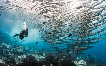 horizontal-schooling-jacks-malpelo-colombia-credit-annie-crawley.png.webp