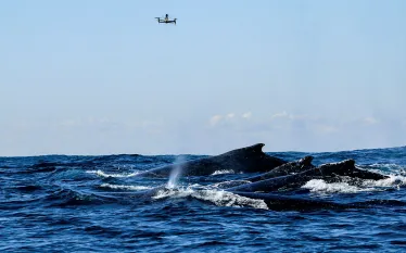 humpback-whale-drone-vanessapirotta-scd.jpg.webp