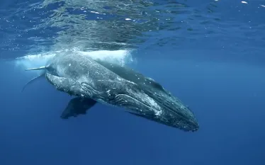 humpback-whales-video.jpg.webp
