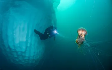 ice-diver-jellyfish-michael-green.png.webp