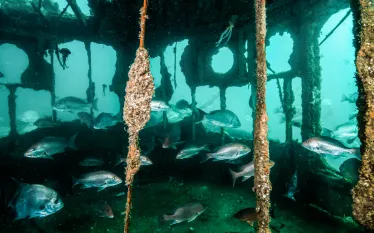 idoljennifer_alabama.underwater.scubadivingmag.march.jpg.webp