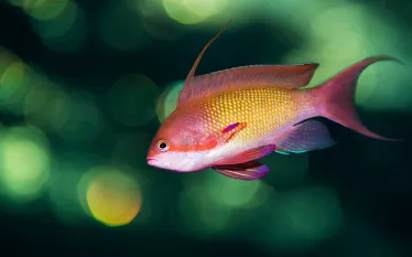 imaging-fixes-underwater-photo.jpg.webp