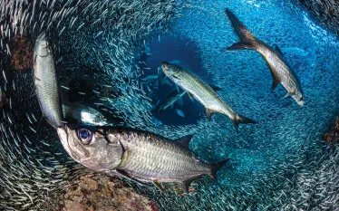 imaging-grand-cayman-alex-mustard-wbd.jpg.webp
