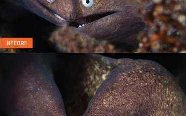 imaging-lightroom-tutorial-before-and-after-eel.jpg.webp
