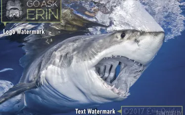 imaging_tips_how_to_watermarks_erin_quigley_v.jpg.webp
