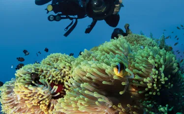 improve-underwater-photos-teaser-scd.jpg.webp