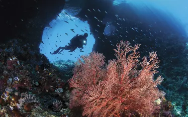 indonesia-coral-gerald-nowak.jpg.webp