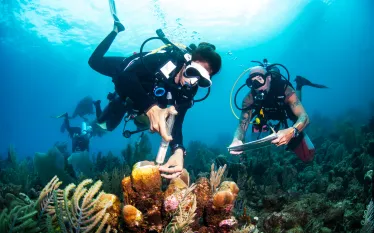 intothefield.coraldisease.scubadivingmag.june.jpg.webp