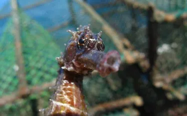 iseahorse.jpg.webp