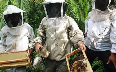 islandhoneybeekeepers_rmi.jpg.webp