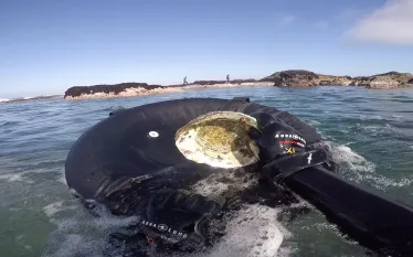 javier-silva-abalone-diving-hero.jpg.webp