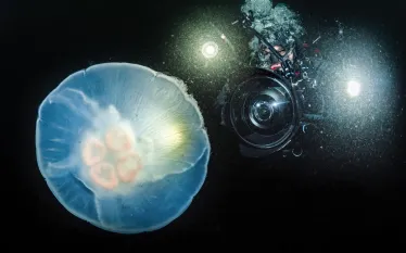 jellies-kayvon-to-post_edit_.jpg.webp