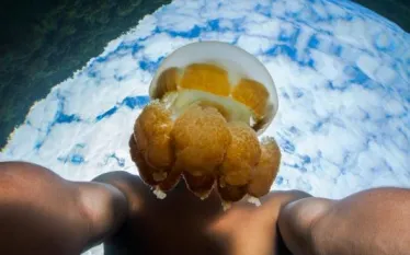 jelly head  taiki sakai.jpg.webp