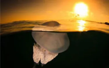 jellyfish_thumb.jpg.webp