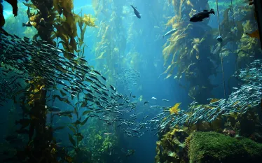 kelp-forest-shutterstock-andrew-b-stowe.png.webp