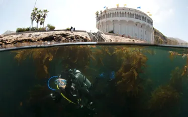 kelp_abi-smigel-mullins_.gif.webp