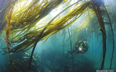 kelp_dive_washington_peninsula.jpg.webp