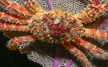 king-crab-shutterstock-john-a-anderson.jpg.webp