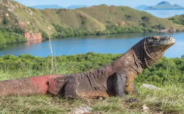 komodo-island-closure.jpg.webp