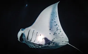 kona-manta-shutterstock-shane-myers-photography.jpg.webp