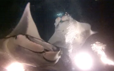 kona-night-dive-manta-encounter.jpg.webp
