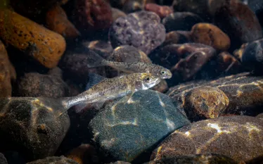largescale_sucker_juveniles-.jpg.webp