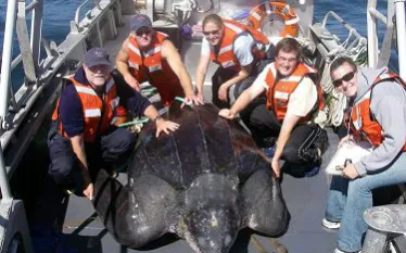 leatherback-turtle.jpg.webp