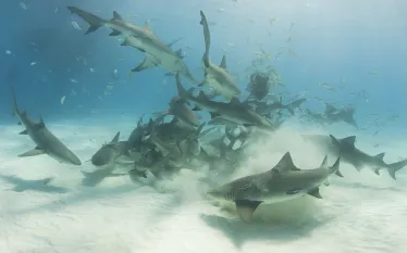 lemon-sharks-scavenging-shutterstock-a-cotton-photo.jpg.webp