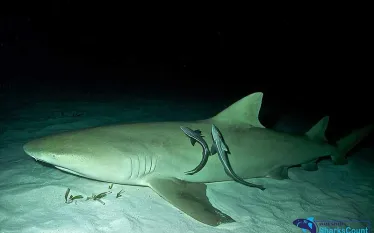 lemonshark_samanthawhitcraft_.jpg.webp