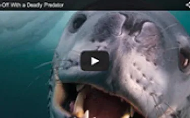 leopard-seal.jpg.webp