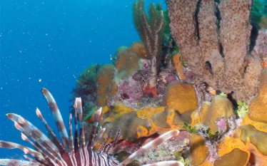 lionfish and coral.jpg.webp