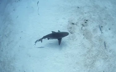lone-bull-shark-shutterstock-martin-prochazkacz.jpg.webp