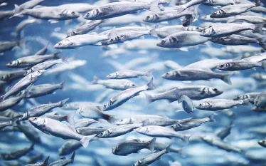mackerel-school-shutterstock-yellowj.png.webp
